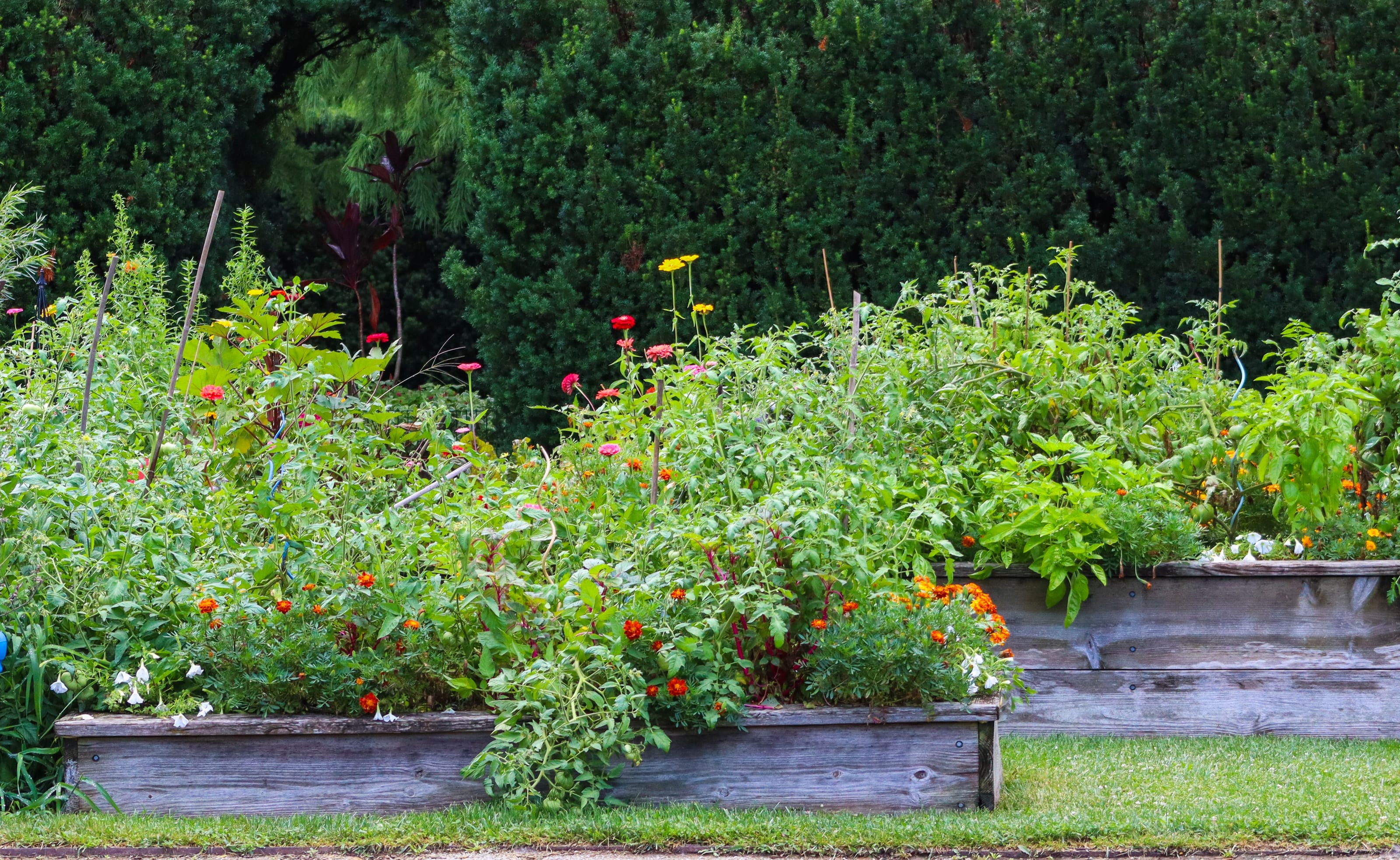 Raised garden beds with fresh plants