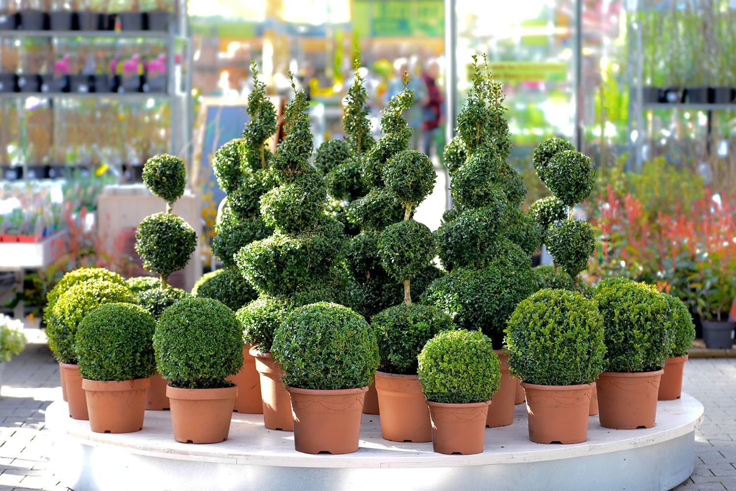 Topiaries